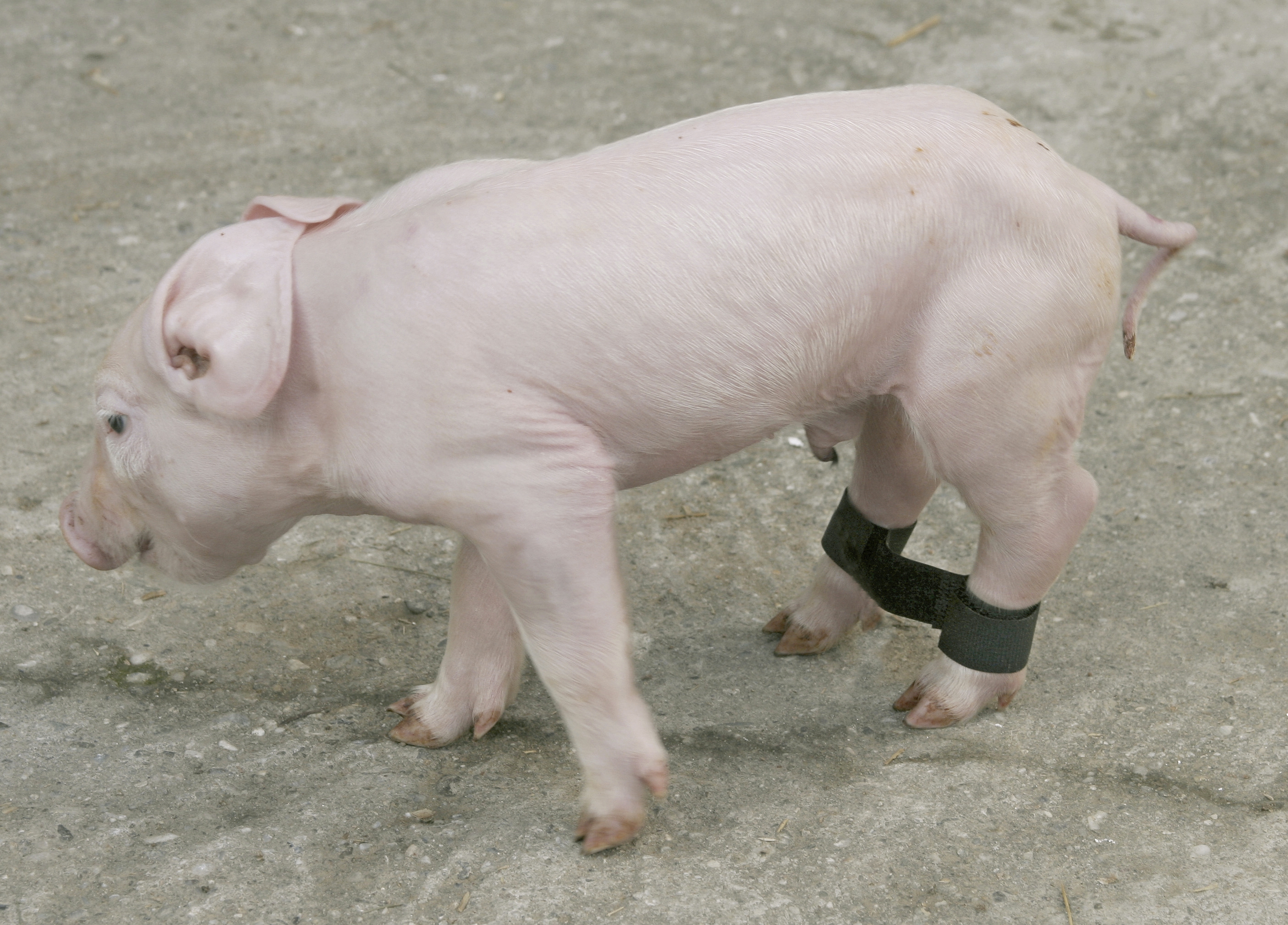 Ленты для фиксации ног у поросят