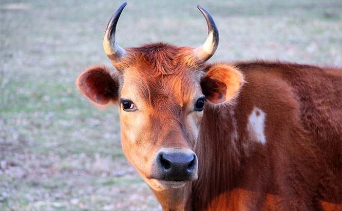 Ec_cattle_cattle_651.jpg Ec_cattle_cattle_651.jpg