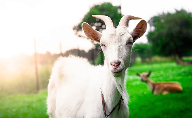 ec_goat_sub_iStock_000042531684_Double.jpg ec_goat_sub_iStock_000042531684_Double.jpg