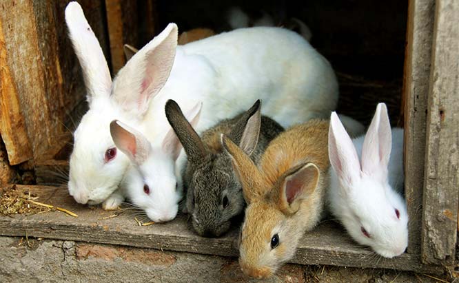 ec_rabbits_iStock_000017420674_Large.jpg